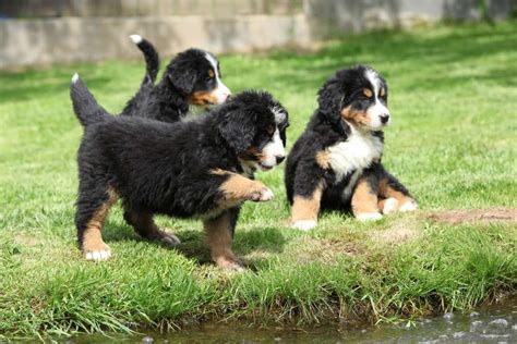 Akc bernese mountain dog puppies. 15 Best Places to Find Bernese Mountain Dog Puppies ...