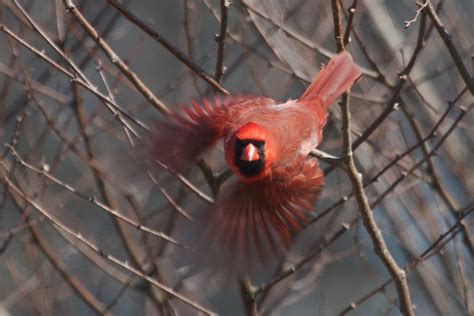 Male Cardinal In Flight Northern Cardinal Scott Alan Mcclurg Flickr