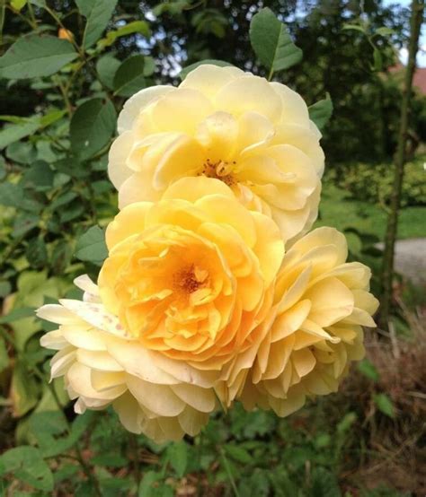 Rosa Chinensis Jacq Bengal Rose World Flora Plntnet Identify