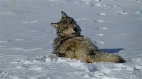 Idaho Wolf Killing Proposals Prompt Petition For Feds To Ban ‘barbaric