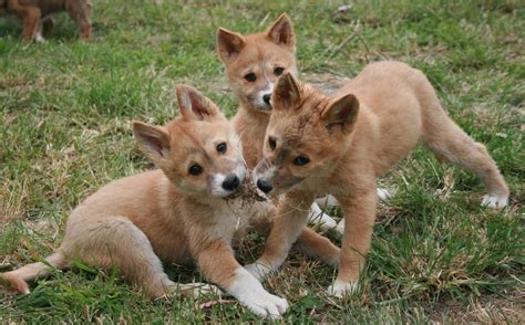 These Photos Of Baby Dingoes Will Make You Forget That Theyre Predators