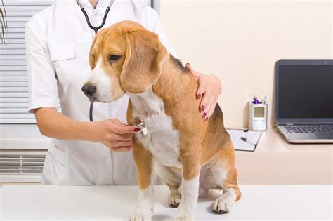 Bacterial Pneumonia In Dogs All You Need To Know