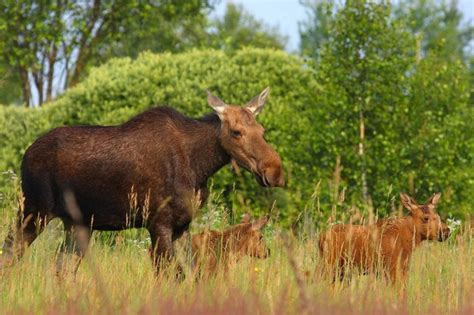 Nearly 30 Years After Chernobyl Disaster Wildlife Returns To The Area