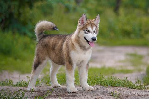 Find siberian husky puppies and breeders in your area and helpful siberian husky information. Alaskan Malamute Puppies For Sale - AKC PuppyFinder