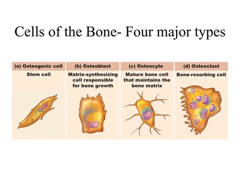 Ppt Chapter 6 Part I Bones And Skeletal Tissues Powerpoint
