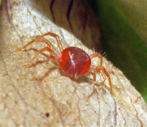 Cabinet Of Curiosities Red Mites