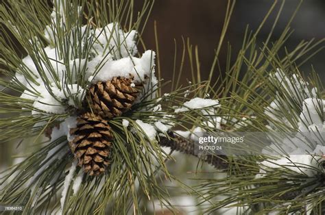 Snow Covered Pine Cones High Res Stock Photo Getty Images