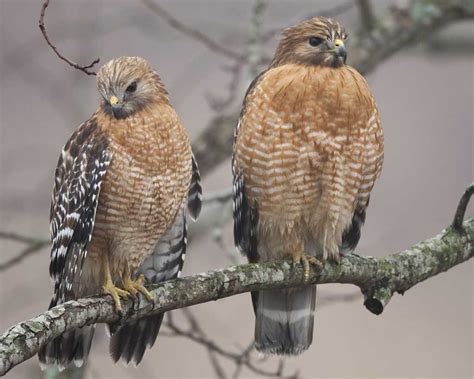 These two accipiters can seem nearly identical, and birders will need a keen eye to tell them apart. Red-shouldered Hawk | Audubon Field Guide