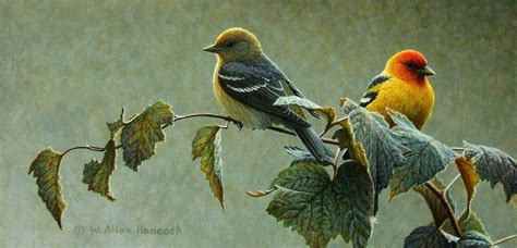 Western Tanager Pair Bird Drawings Birds Painting Bird Prints