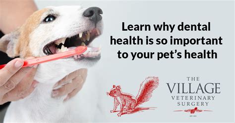 With today's technology and superior level of healthcare in the united states you may be asking why you should be so concerned? Learn why dental health is so important to your pet's health