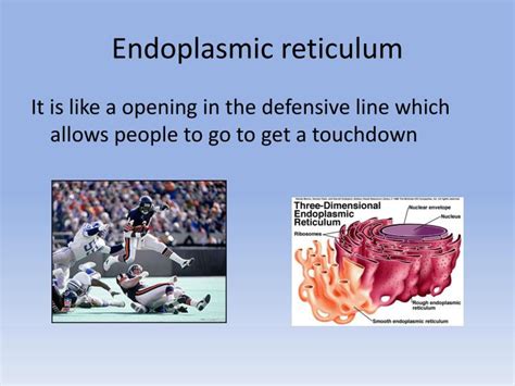 Check spelling or type a new query. PPT - The Cell Compared to football team PowerPoint ...