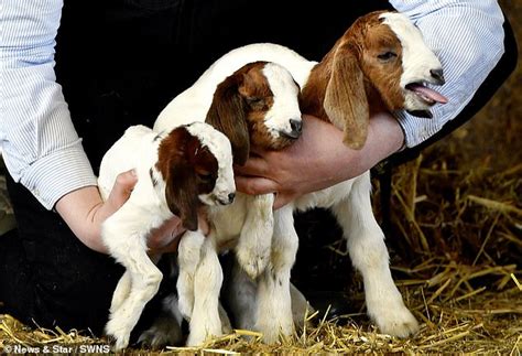 We Kid You Not Delightful Video Shows Rare Goat Triplets