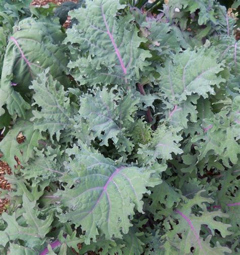 Kale is one of those crops that just keeps on giving, making it a worthy addition to any garden. How to Grow Kale From Seed | North Carolina Cooperative ...