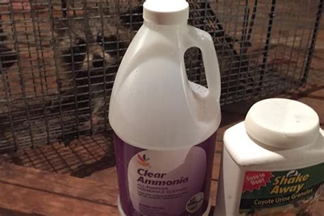 It's another perfect seasoning for deterring your neighborhood raccoons. Raccoon Repellent - Product Reviews - Natural Home ...