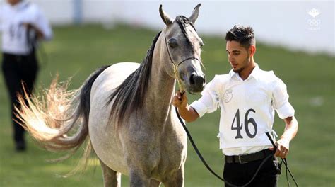 اتحاد الفروسية ينظم البطولة الوطنية للخيول العربية وكالة المرفأ الإخبارية