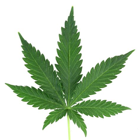 Cannabis Png Transparent Image Download Size 2544x2544px
