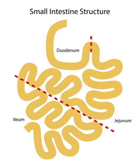 Human Internal Organs Small Intestine Structure Ileum Jejunum
