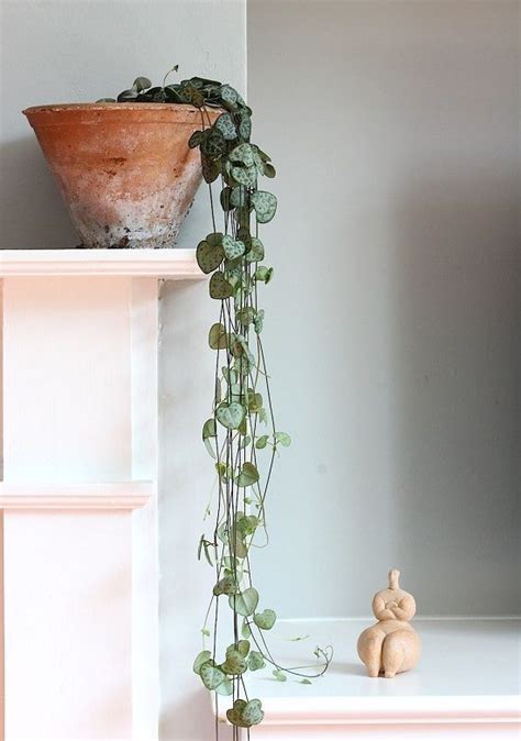We did not find results for: 22 Shade Tolerant Succulents To Grow Where Nothing Grows ...