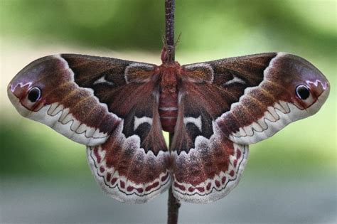 Promethea Moth Callosamia Promethea