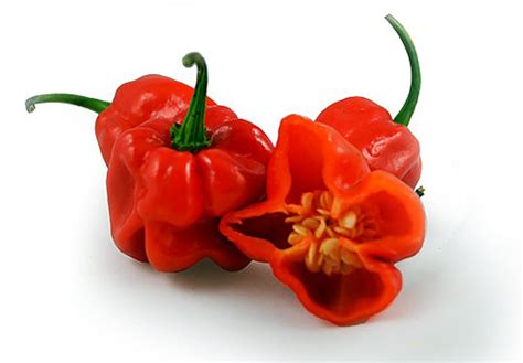 30 Red Jamaican Scotch Bonnet Super Hot Pepper Seeds Etsy