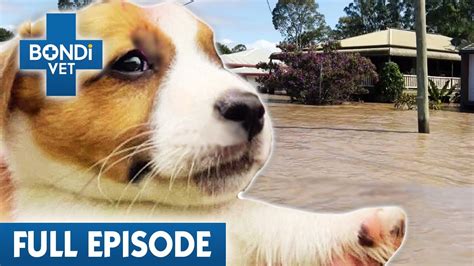 Tiny Puppy Washed Away By Huge Floods 😢 Bondi Vet Coast To Coast