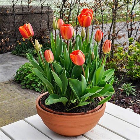 Tulip Apeldoorn Elite Yougarden