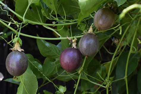 Grow Your Own Passionfruit ~ My 5 Best Tips ~ Freckled Californian ~ A