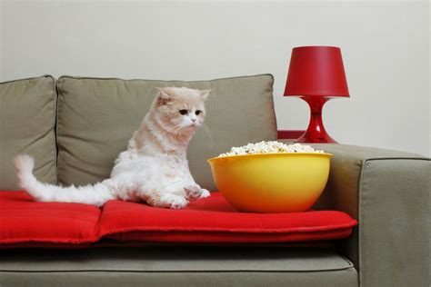 Can Cats Eat Popcorn 5 Things Cat Owners Should Know I Discerning Cat