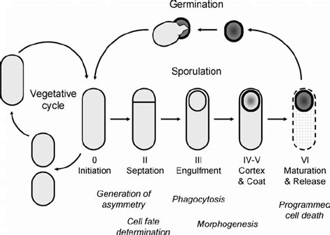 B Subtilis Sporulation As A Model For Development And Differentiation