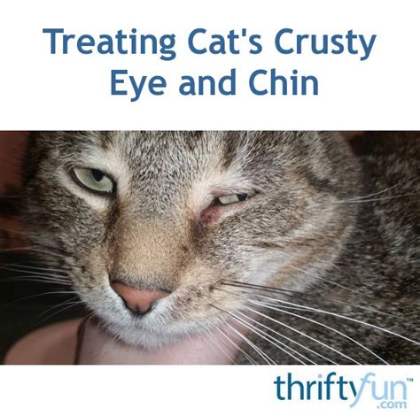 Jan 14, 2020 · it's important to keep your cat's eye area clean. Treating Cat's Crusty Eye and Chin? | ThriftyFun
