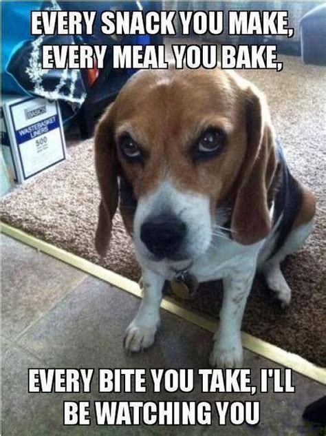 14 Funny Beagle Memes To Make Your Day Page 2 Of 3 Petpress Beagle