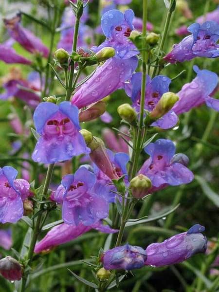 Planting annual flowers that attract hummingbirds is one of the easiest ways to keep hummers in your garden. 16 Perennials That Attract Hummingbirds to Your Garden ...
