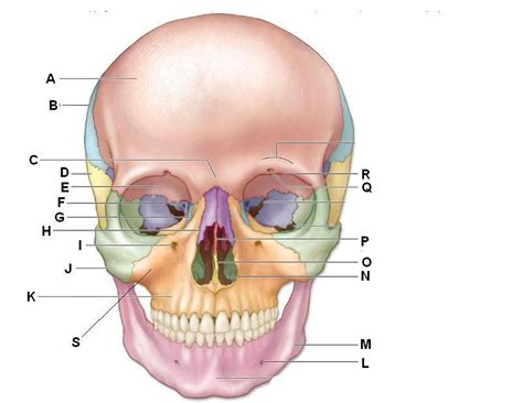 How many bones does the face have? Fill in Blank Skull submited images Pic 2 Fly | Skull ...