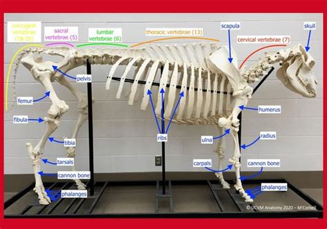 Bovine Faculty Of Veterinary Medicine University Of Calgary