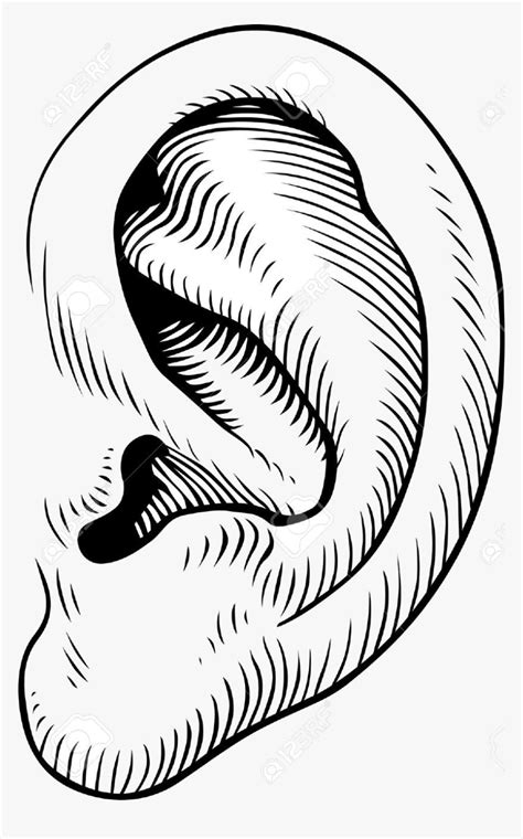 Black And White Ear Clip Art