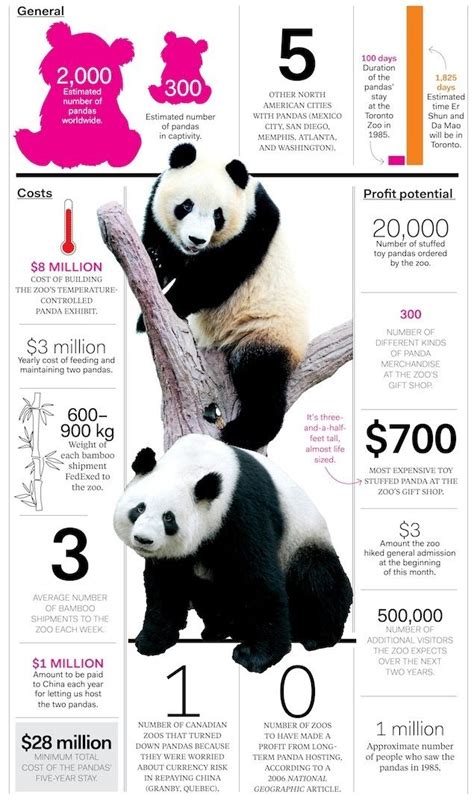 Panda Infographic Panda Facts Panda Happy Panda