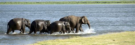 Wildlife Of Sri Lanka Travel Guide Audley Travel