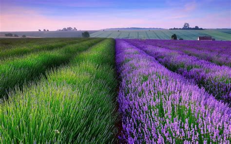 Lavender Fields Wallpaper Nature And Landscape Wallpaper Better