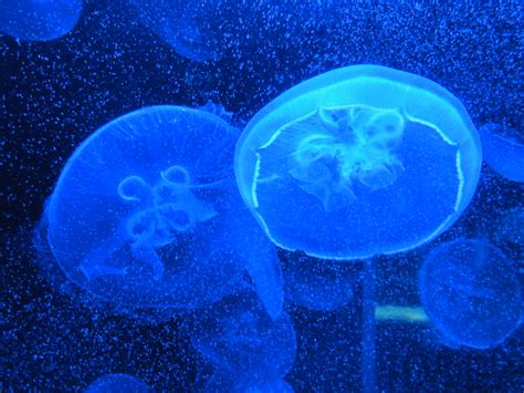 Jellyfish On Display At The National Aquarium Baltimore Flickr