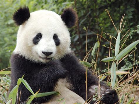 Female Pandas Vocalize Their Readiness For Hanky Panky Report Shows