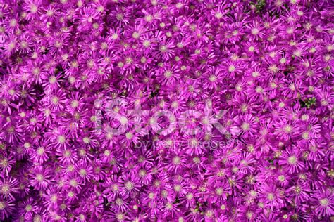 Purple Daisies Stock Photo Royalty Free Freeimages