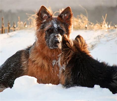 Long fur is recessive, so two long coated dogs can only have long coated pups. Long Coat German Shepherd pups in the snow | Long coat ...