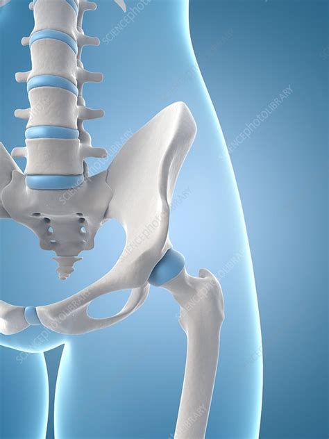 Anatomy Of The Hip