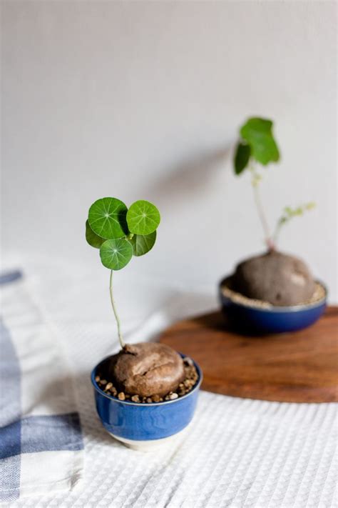 It sends vigorous climbing vines. Stephania Erecta in 2020 | Moss plant, Miniature trees ...