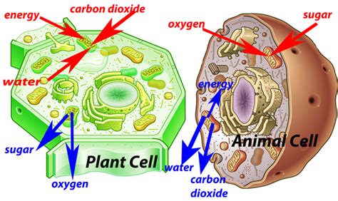 Auxin is a plant hormone produced in the stem tip that promotes cell elongation. Mrs. Cassidy's 5th Grade Blog: Because of Winn-Dixie and ...