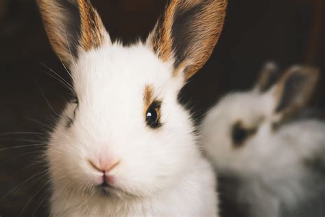 Cute Rabbits Royalty Free Stock Photo And Image