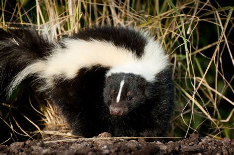 Want To Repel Skunks Effective Wildlife Solutions