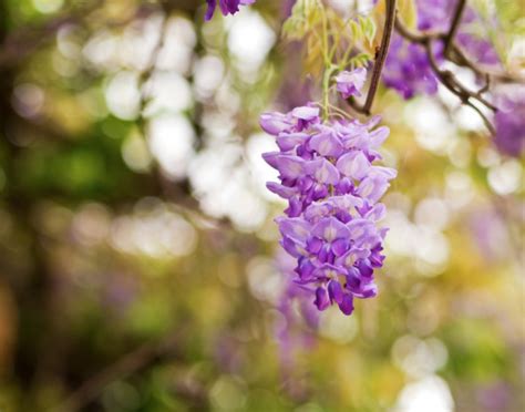 Wisteria Planting And Care Guide — Everyday Garden Ideas