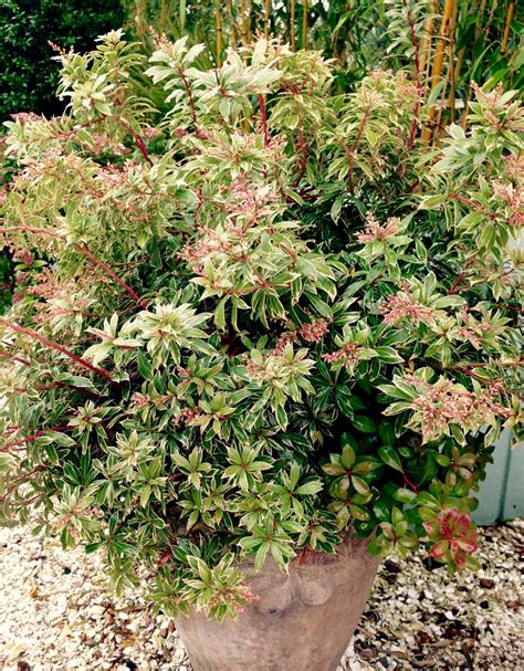 Pieris Japonica Blush Is A Hardy Evergreen Shrub With Deep Pink Buds