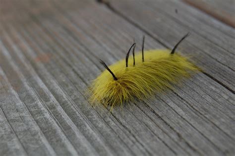 Yellow Fuzzy Caterpillar Aka An American Dagger Moth Flickr
